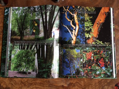 Coast Redwood