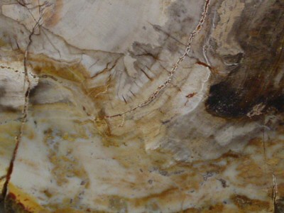 Petrified Wood (7.5cm)